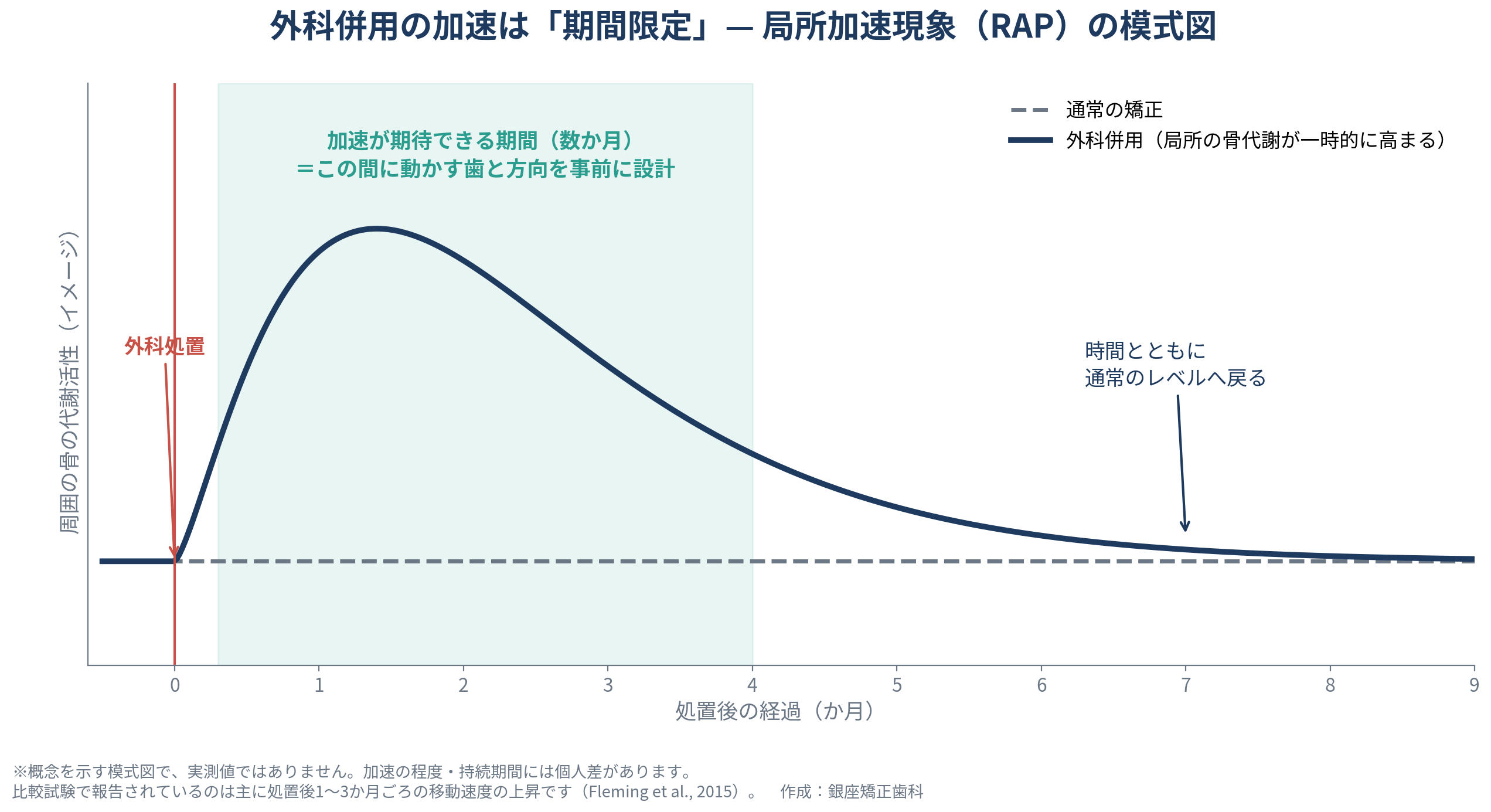 外科併用の加速矯正における局所加速現象(RAP)の模式図。横軸は処置後の経過月数、縦軸は周囲の骨の代謝活性のイメージ。外科処置の直後から骨代謝が上昇し、1〜2か月ごろにピークを迎え、その後数か月かけて通常の矯正と同じレベルへ戻っていく曲線を示している。処置後おおよそ4か月までの網掛け部分は「加速が期待できる期間」で、この間に動かす歯と方向を事前に設計する必要があることを示す。概念を示す模式図であり実測値ではない。